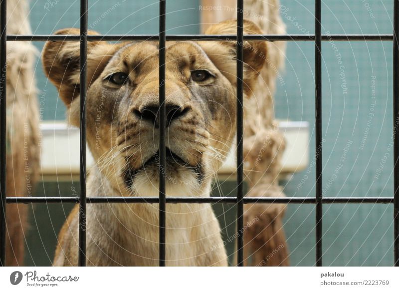 Lion in grid Animal Pelt 1 Metal Blue Brown Communicate Contact Zoo Captured Grating Enclosure predator Partition Face to face food chain Felidae Lioness