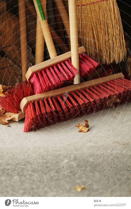 loud brooms Work and employment Gardener Clean Diligent Cleanliness Independence Services Teamwork Environmental pollution Broom Broom closet Autumn