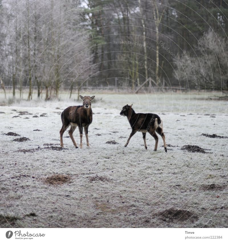 2 deer on a frozen meadow Nature Winter Ice Frost Snow Meadow Forest Wild animal Animal Cold Sika deer Roe deer Timidity Surprise molehill Hoar frost Enclosure