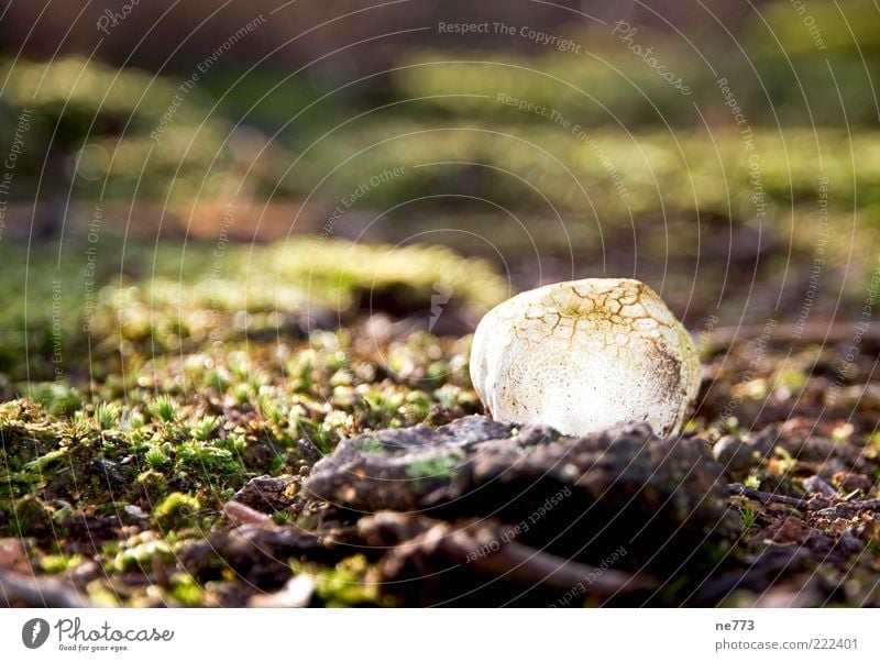 Mushroom glow in the moor Environment Nature Landscape Moss Bog Marsh Discover Relaxation Dream Colour photo Exterior shot Glittering Ground Copy Space top