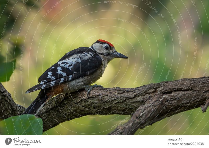 great spotted woodpecker Environment Nature Plant Animal Sunlight Spring Summer Autumn Beautiful weather Tree Branch Garden Park Meadow Forest Wild animal Bird