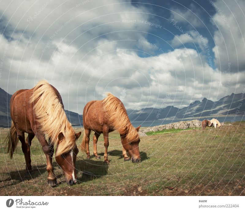 Beautiful weather Mountain Environment Nature Animal Sky Clouds Horizon Summer Wind Grass Meadow Farm animal Wild animal Horse 2 Pair of animals To feed
