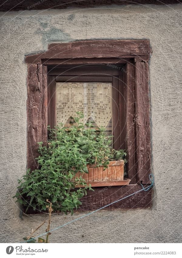 urban gardening (remake) Plant Old town Window Authentic Town Pot plant Window board Green Rope Wood Curtain Alsace Herbs and spices Colour photo Exterior shot