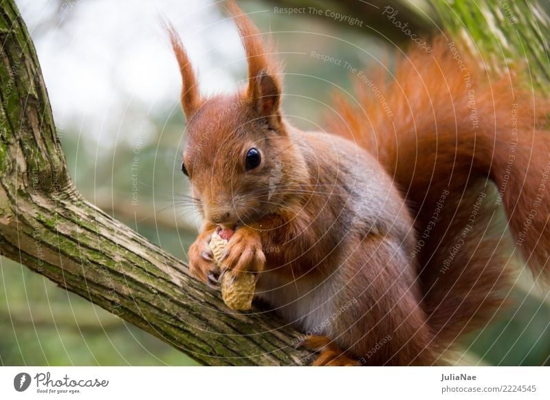 Squirrel eats a peanut Wild animal Cute Animal Small Tails Rodent Mammal wildlife Brown Pelt Autumn Forest Beautiful Nature Natural Ear Paw Tree Tree trunk Wood
