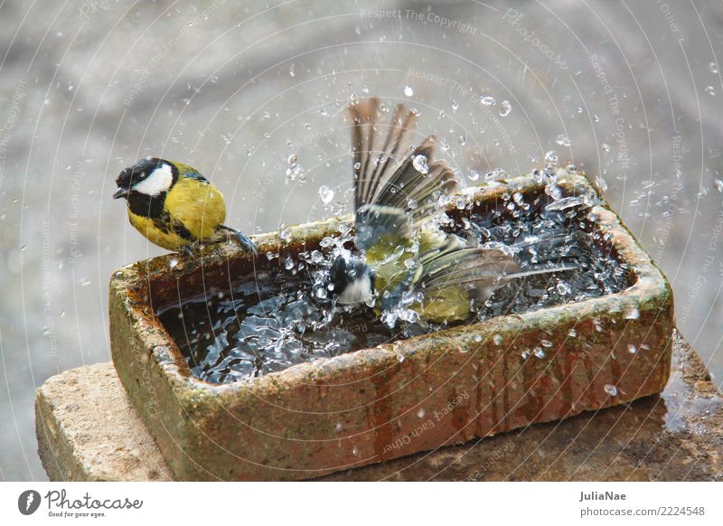 Great titmouse bathing Bird Tit mouse 2 Pair of animals Songbirds Water bathe Wash Inject Cleaning Purifying Swimming & Bathing Exterior shot Multicoloured