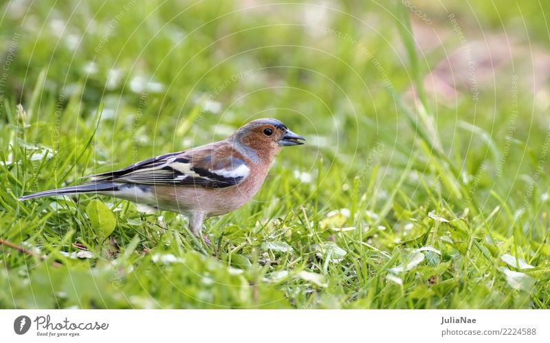 Bunting on the meadow Animal Meadow Wild animal Bird Animal face Wing 1 Green Nature Chaffinch Songbirds Colour photo Multicoloured Exterior shot Close-up