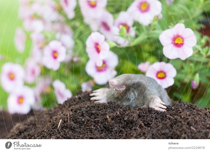 Mole in the garden Face House (Residential Structure) Garden Nature Animal Earth Grass Fur coat Small Natural Cute Wild Soft Brown Green Black Dangerous mole