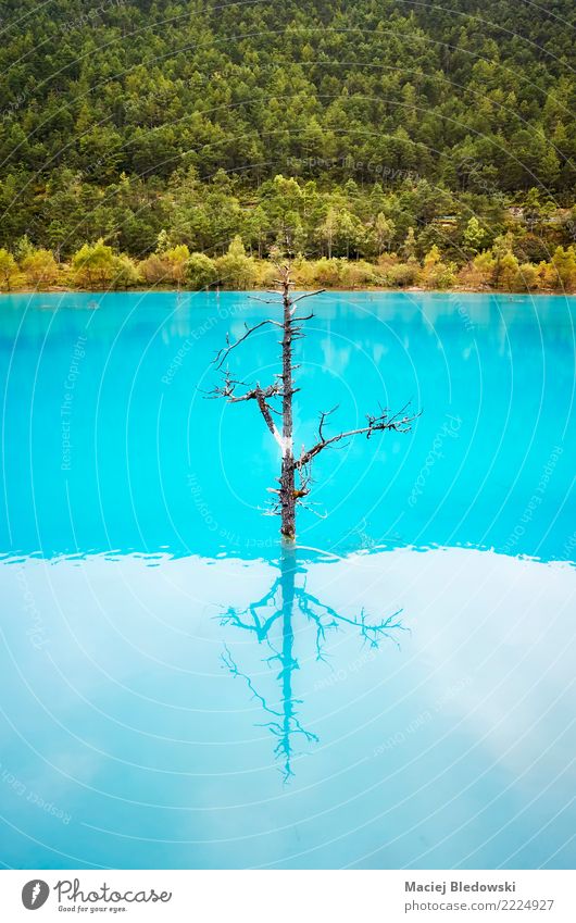 Lonely tree reflected in turquoise blue water. Nature Tree Park Forest Lake River Blue Turquoise Sadness Concern Loneliness Shame Remorse Uniqueness peaceful