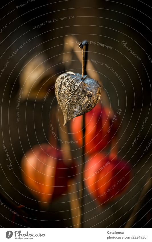 Steadfast: physalis against dark background Nature Plant Autumn Winter Beautiful weather Physalis Chinese lantern flower Garden Hang Faded To dry up Esthetic