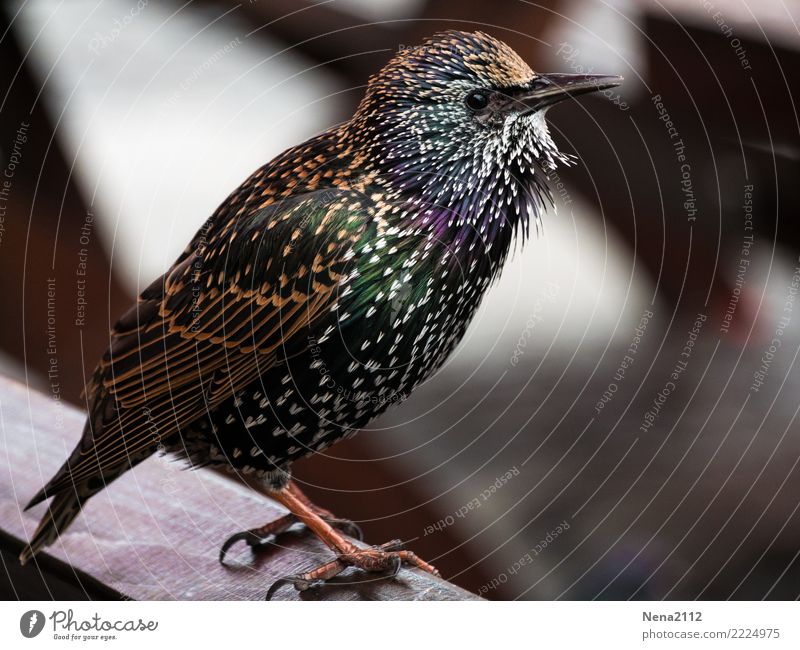 I am a Berliner... star Environment Nature Air Animal Bird 1 Brash Beautiful Starling Small Sing Foraging Colour photo Exterior shot Close-up Detail Deserted