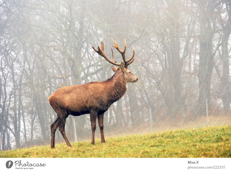 recently in Canada Environment Autumn Winter Fog Tree Meadow Forest Animal Wild animal 1 Pride Dreary Deer Antlers Exterior shot Deserted Morning
