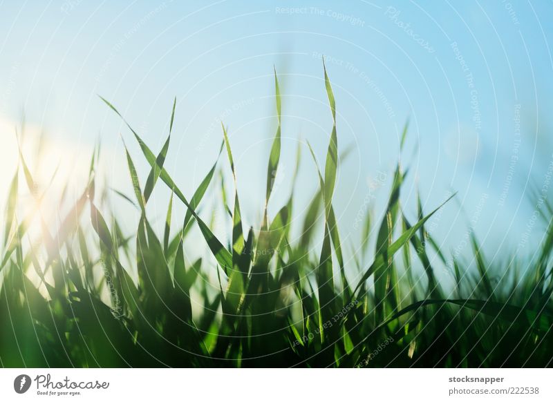 On the Field Agriculture growing Growth Detail Spring Summer Natural Nature Close-up Grass Seedlings Barley