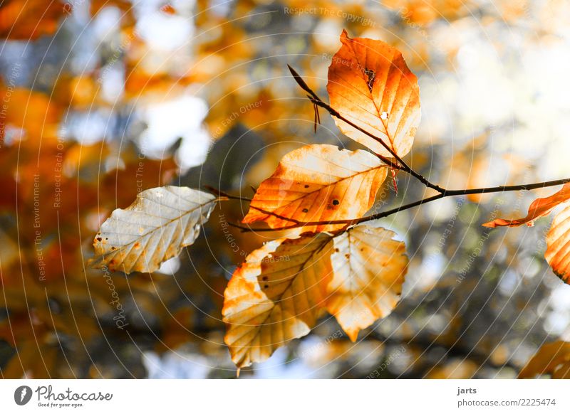 a piece from autumn II Nature Autumn Beautiful weather Plant Tree Leaf Forest Fresh Bright Natural Contentment Serene Patient Calm Hope Colour photo