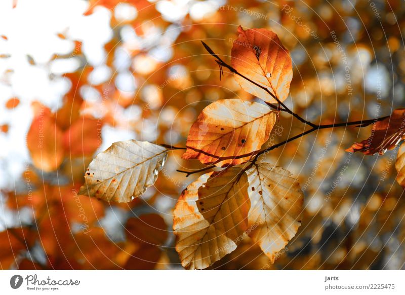 autumn II Plant Sunlight Autumn Beautiful weather Tree Leaf Forest Bright Natural Positive Brown Orange Serene Patient Calm Nature Beech tree Colour photo
