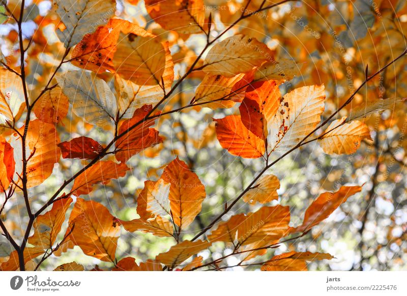 day 329 Nature Plant Tree Leaf Forest Natural Beautiful Orange Red Autumn Colour photo Multicoloured Exterior shot Deserted Day Sunlight Shallow depth of field