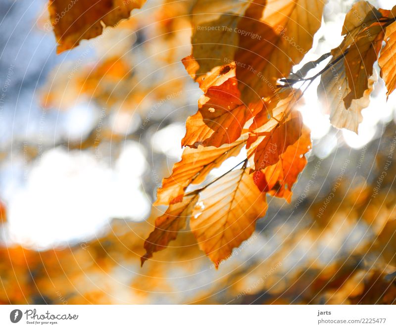 Autumn Plant Sunlight Beautiful weather Tree Leaf Forest Fresh Glittering Bright Natural Positive Brown Orange Serene Calm Authentic Nature Beech tree