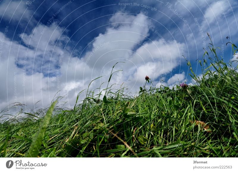pasture Clouds Summer Grass Foliage plant Meadow Wet Damp Pasture Feed Green Blue Juicy Diagonal Tumble down Colour photo Multicoloured Exterior shot