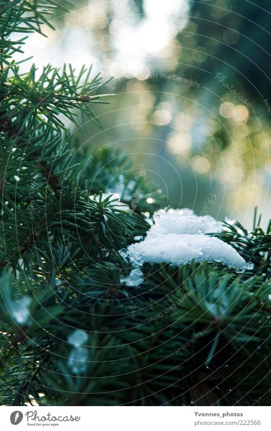 first snow Decoration Ice Feasts & Celebrations Frost Frozen Green Cold Snow crystal Coniferous trees Nature Plant Fir tree Environment White Winter Fir branch