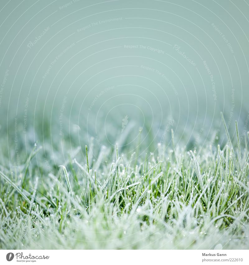 frost Winter Nature Plant Weather Ice Frost Meadow Freeze Cold Gray Green Symbols and metaphors Lawn Grass December November Temperature Colour photo