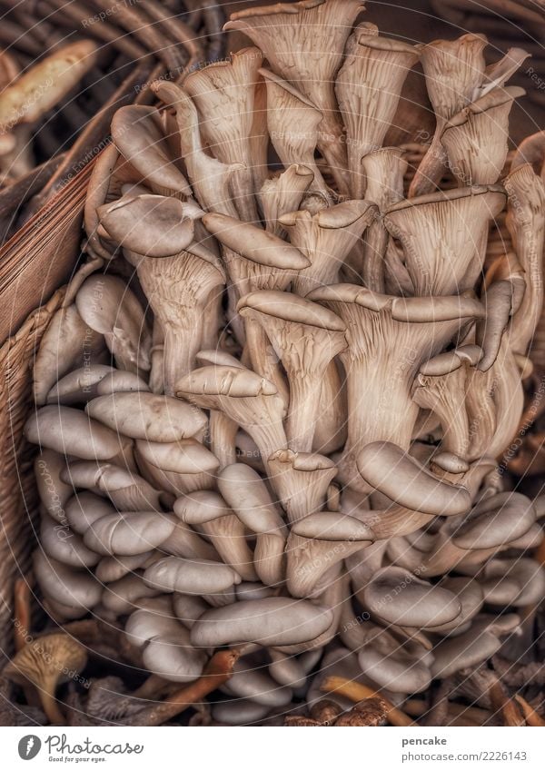 group photo Food Nutrition Authentic Uniqueness Delicious Mushroom Tree fungus Oyster mushroom Group photo Many Harvest Specialities Alsace Colour photo