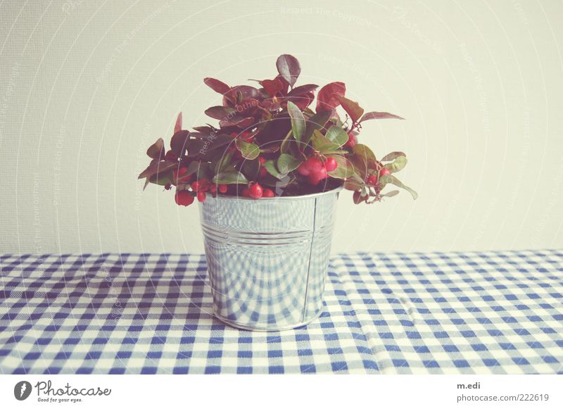 I know it's crooked. Plant Pot plant Holly Cloth Blue Checkered Interior shot Pattern Light Deserted Glittering Tin Silver 1 Neutral Background White Tablecloth