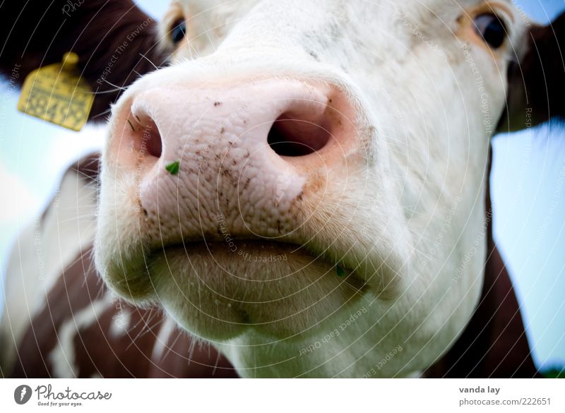 farmer seeks woman Animal Farm animal Cow 1 Signs and labeling Nose Snout Colour photo Exterior shot Deserted Day Wide angle Animal portrait Looking