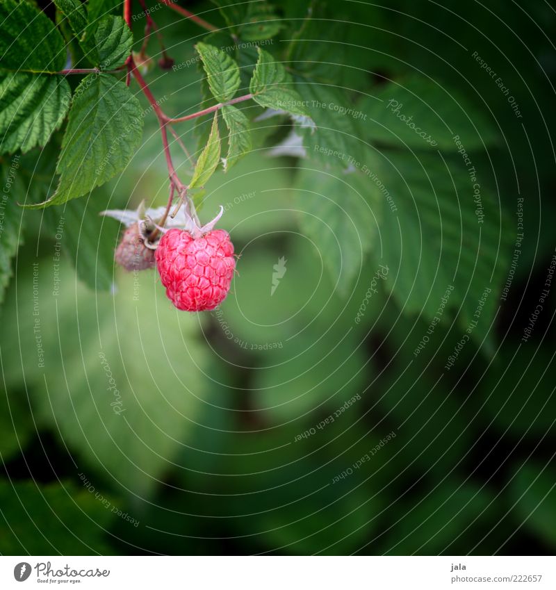 HAPPY BIRTHDAY PHOTOCASE! Food Fruit Raspberry Nature Plant Leaf Agricultural crop Healthy Colour photo Exterior shot Deserted Day Deep depth of field Bushes
