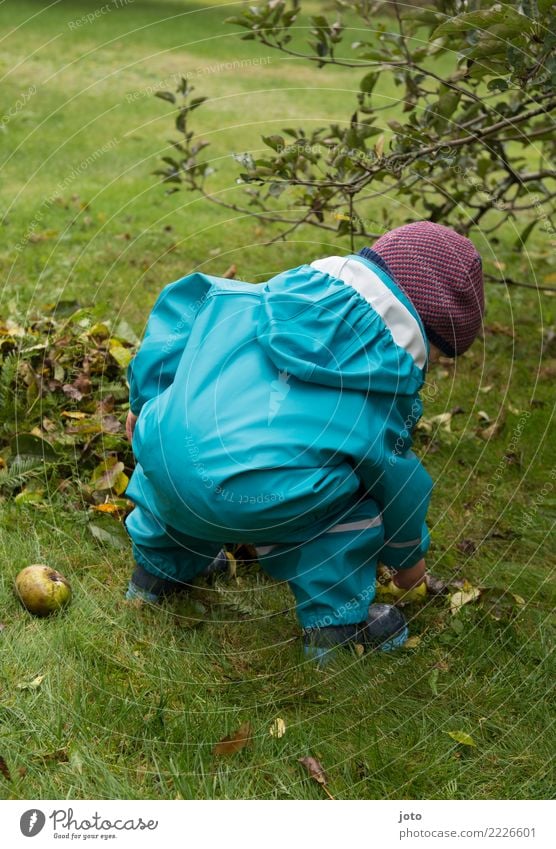 A short voyage of discovery Fruit Apple Joy Leisure and hobbies Playing Garden Study Child Infancy 1 Human being 1 - 3 years Toddler Environment Nature Autumn