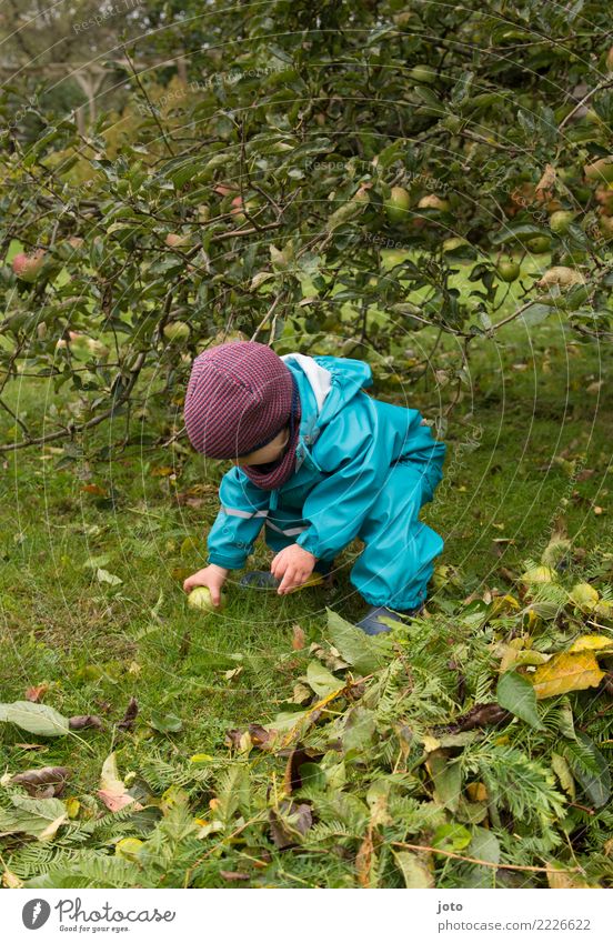 Collect apples Fruit Apple Joy Leisure and hobbies Playing Garden Study Child Toddler Infancy 1 Human being 1 - 3 years Environment Nature Autumn Leaf Meadow