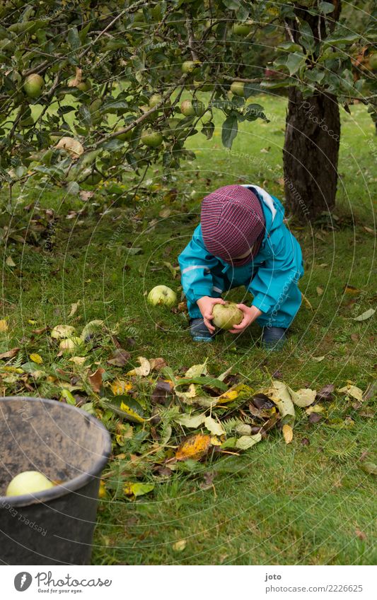 lift Apple Joy Healthy Eating Children's game Garden Study Gardening Toddler 1 - 3 years Autumn Leaf Meadow Rubber boots Cap Discover Cute Help Effort Bucket