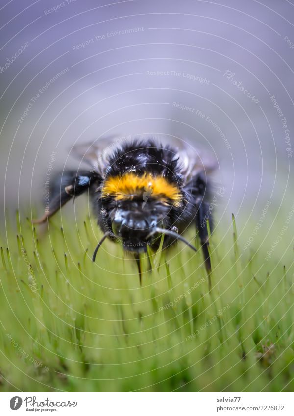 bumblebee rain hairdo Environment Nature Plant Animal Bad weather Moss Grass Animal face Insect Bumble bee 1 Near Yellow Gray Green Black Mobility Perspective