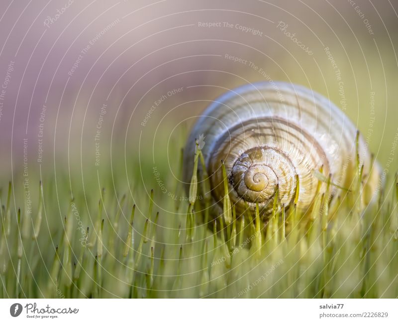 on soft tips Nature Earth Spring Autumn Moss Snail Snail shell Round Point Soft Brown Green Design Break Calm Protection Symmetry Spiral Line Whorl