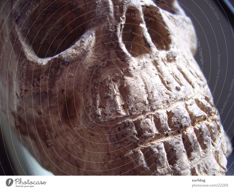 clay skull Brown Craft (trade) Head Death Set of teeth Death's head Close-up
