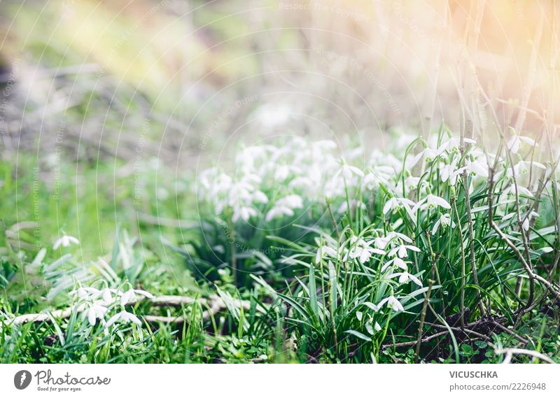 Snowdrops. First heralds of spring in the garden Design Winter Garden Nature Plant Spring Beautiful weather Flower Park Background picture Spring fever Wake up