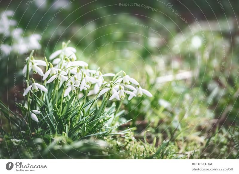 Snowdrops in the spring garden Lifestyle Design Winter Garden Nature Landscape Plant Spring Beautiful weather Flower Leaf Blossom Park Meadow Background picture