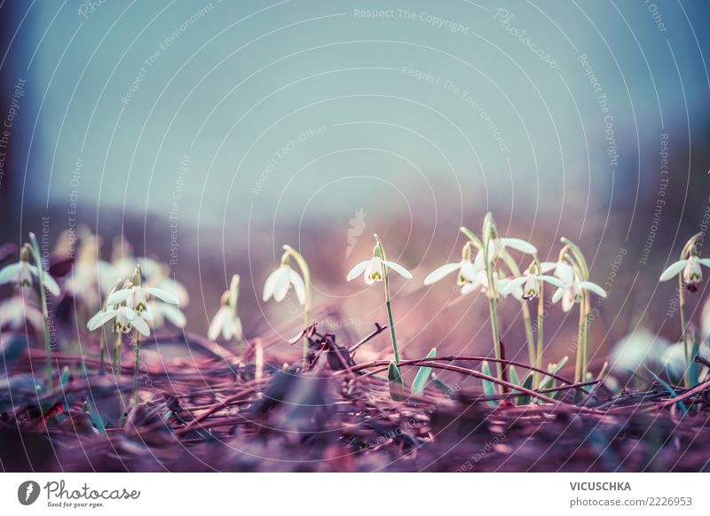 Snowdrops Outdoors Design A Royalty Free Stock Photo From Photocase