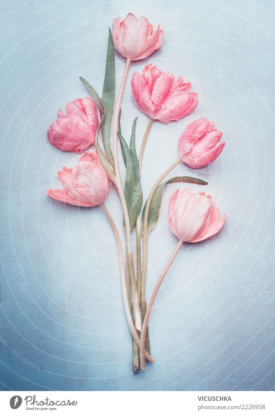 Tulip bundles in pastel colour on blue Style Design Feasts & Celebrations Valentine's Day Mother's Day Wedding Birthday Plant Spring Flower Blossom Decoration