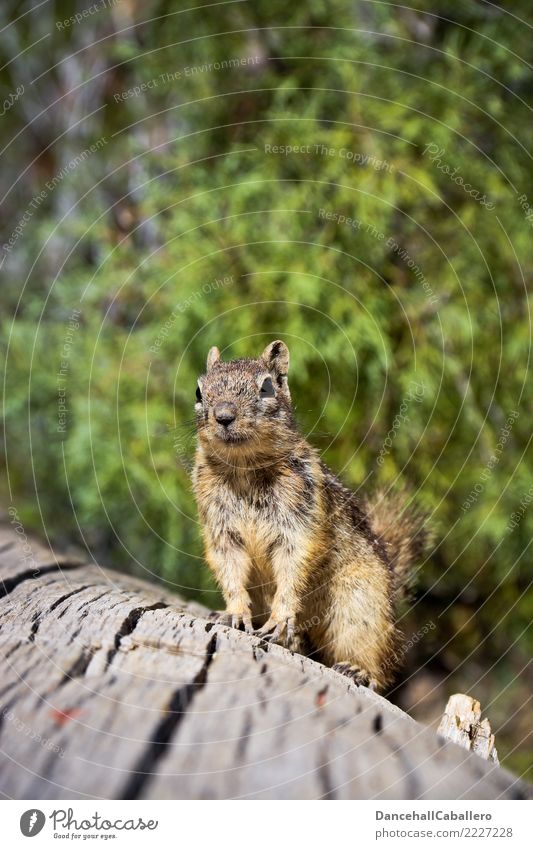You got a nut? Animal Beautiful weather Forest Park Squirrel Rodent Eastern American Chipmunk Ground squirrel 1 Observe Wait Brash Small Curiosity Animalistic