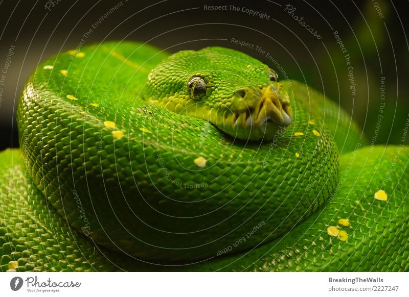 Green tree python (Morelia viridis) close up Nature Animal Wild animal Snake Animal face Zoo Aquarium Green Tree Python Boa Reptiles Reptile eye Eyes 1 Hang