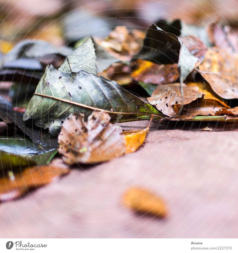 taper off Plant Autumn Leaf Autumn leaves Garden Forest To fall Lie To dry up Old Natural Gloomy Brown Gray Pink Acceptance Compassion Sadness Exhaustion