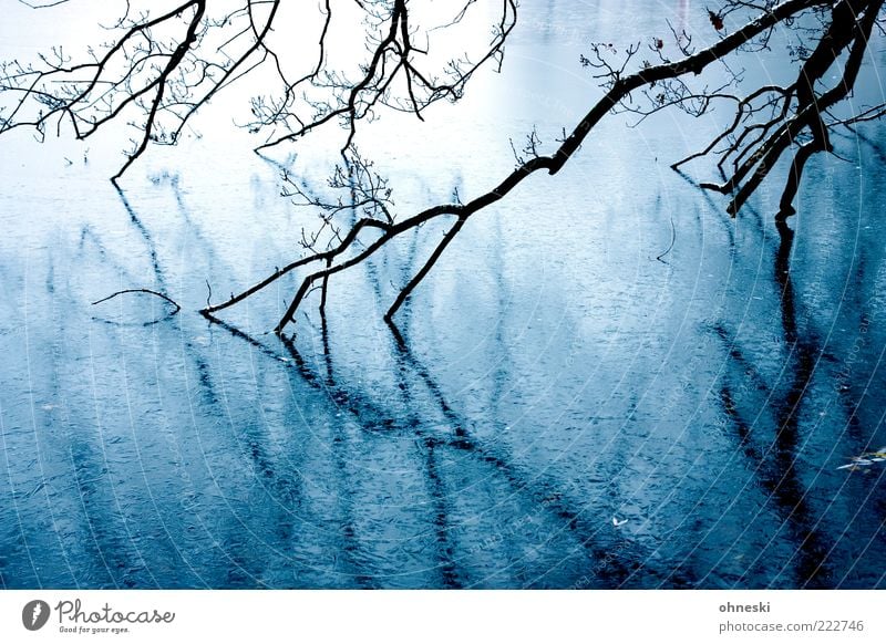 chill Water Winter Ice Frost Tree Branch Pond Creepy Grief Fear Eerie Colour photo Exterior shot Copy Space bottom Reflection Water reflection Surface of water