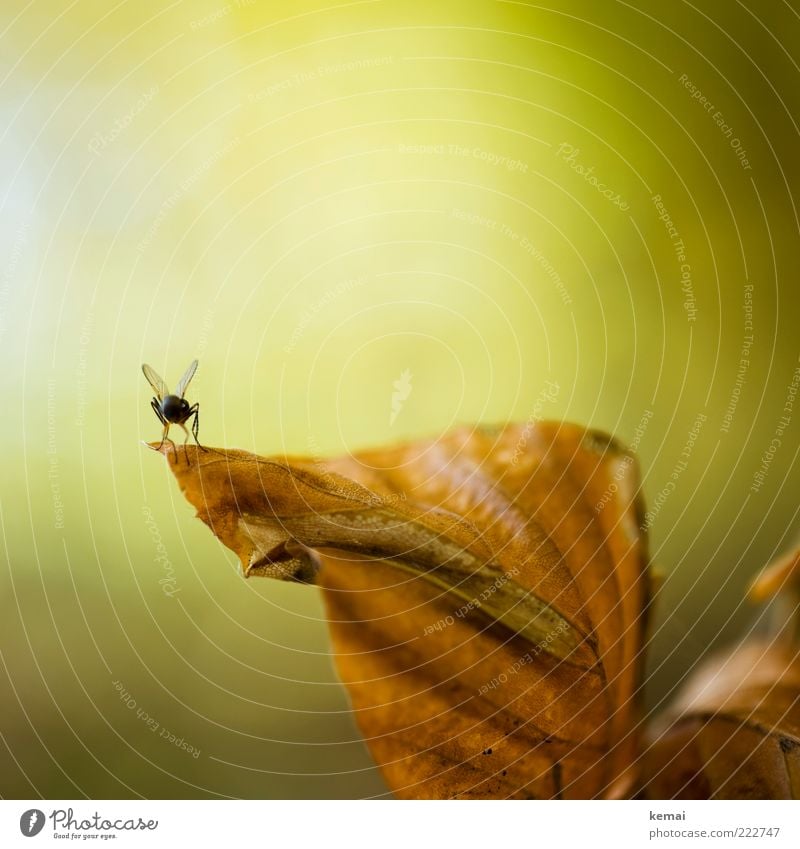 Ready to go Environment Nature Plant Animal Sunlight Autumn Leaf Wild plant Wild animal Fly 1 Sit Brown Green Rachis Colour photo Subdued colour Exterior shot