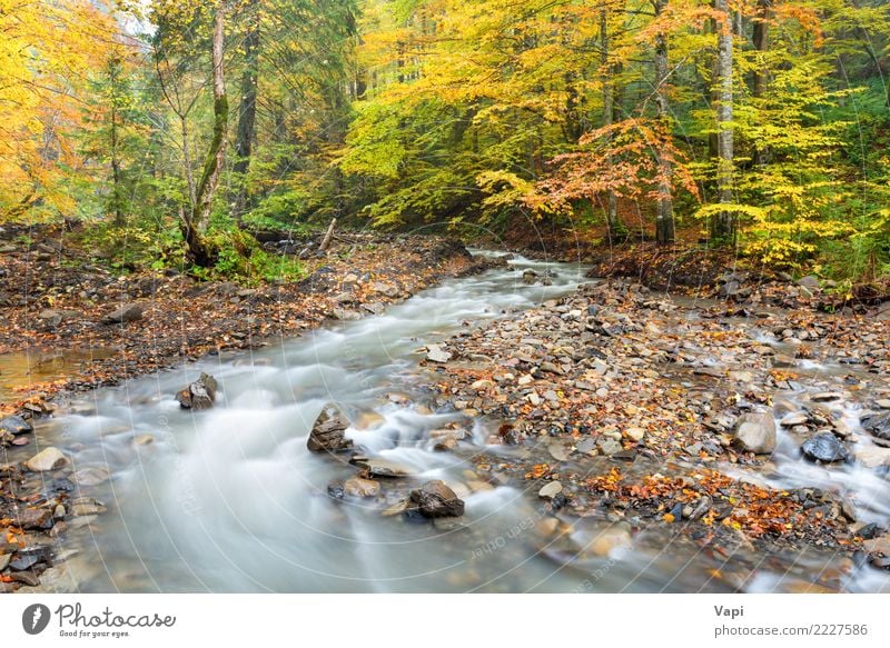 River in autumn forest Beautiful Vacation & Travel Tourism Nature Landscape Plant Water Autumn Beautiful weather Tree Bushes Leaf Park Forest Rock River bank