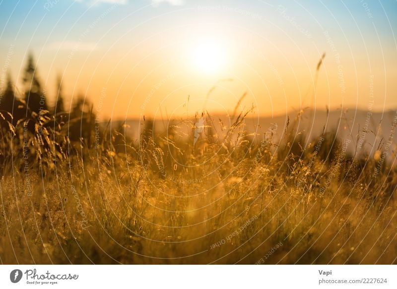 Grass on a field at sunset Beautiful Vacation & Travel Tourism Summer Summer vacation Sun Mountain Environment Nature Landscape Plant Sky Clouds Horizon Sunrise