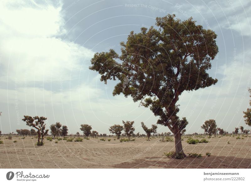 mali tree Plant Tree Bushes Bleak Steppe Africa Mali Sky Sand Tree trunk Colour photo Exterior shot Deserted Copy Space left Copy Space top Day Light Shadow