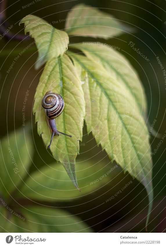Another little snail Nature Landscape Plant Autumn Leaf Virginia Creeper Garden Snail 1 Animal Hang Beautiful Cute Slimy Brown Yellow Green Moody Endurance