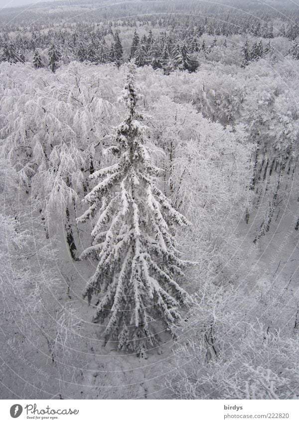 Oh fir tree, oh T.............................................................................................. Winter Snow Nature Landscape Plant Ice Frost