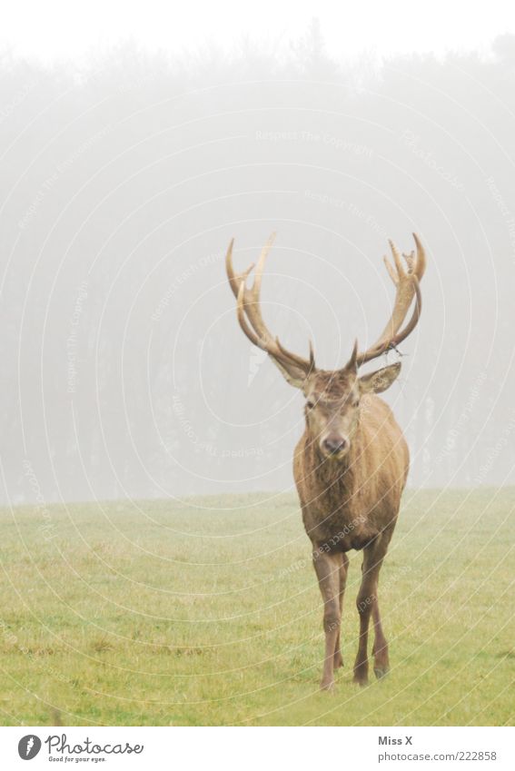 no a Hirsch Nature Animal Autumn Winter Bad weather Fog Meadow Wild animal 1 Arrogant Pride Deer Antlers Even-toed ungulate Colour photo Subdued colour