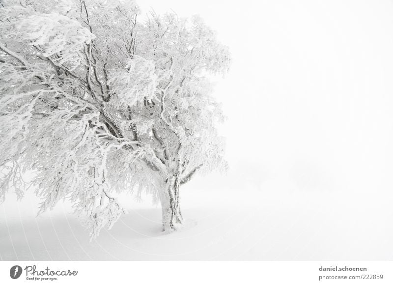 snow-white text space right Vacation & Travel Winter Snow Winter vacation Climate Weather Wind Fog Ice Frost Bright White Black Forest Monochrome Tree