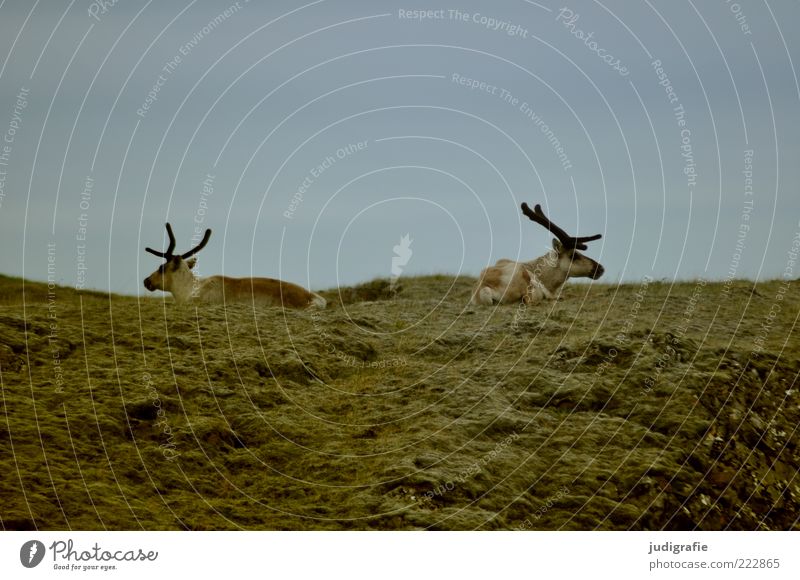 Iceland Environment Nature Sky Meadow Animal Wild animal Reindeer 2 Pair of animals Sit Natural Life Colour photo Subdued colour Exterior shot Deserted Day